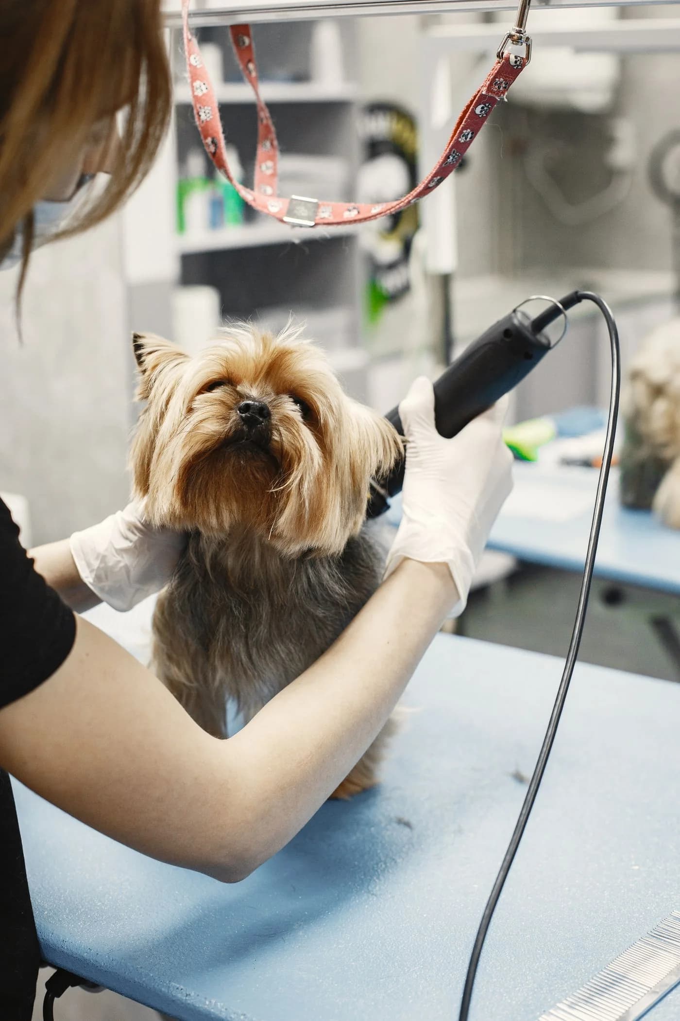 Una yorkshire terrier durante su sesión de arreglo en la clínica.