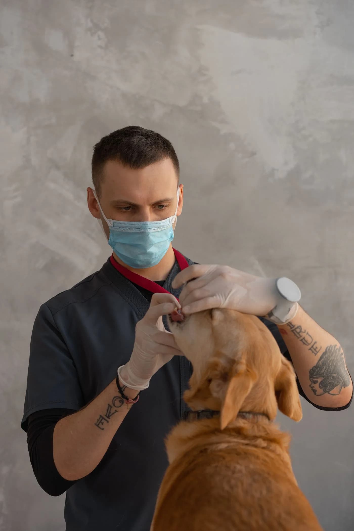 Un veterinario revisa los dientes de un perro durante la consulta.